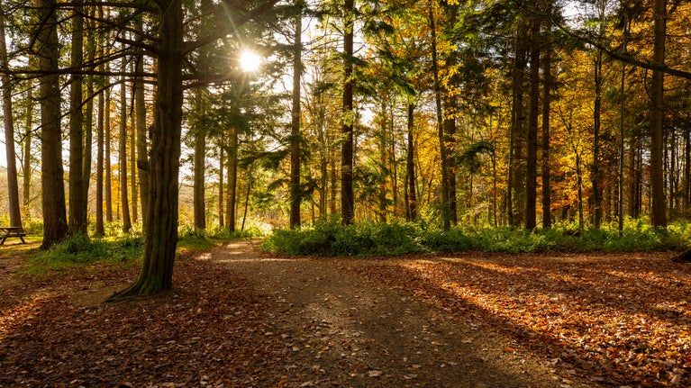 Autumn sun shining through trees on the estate at Wallington, Northumberland